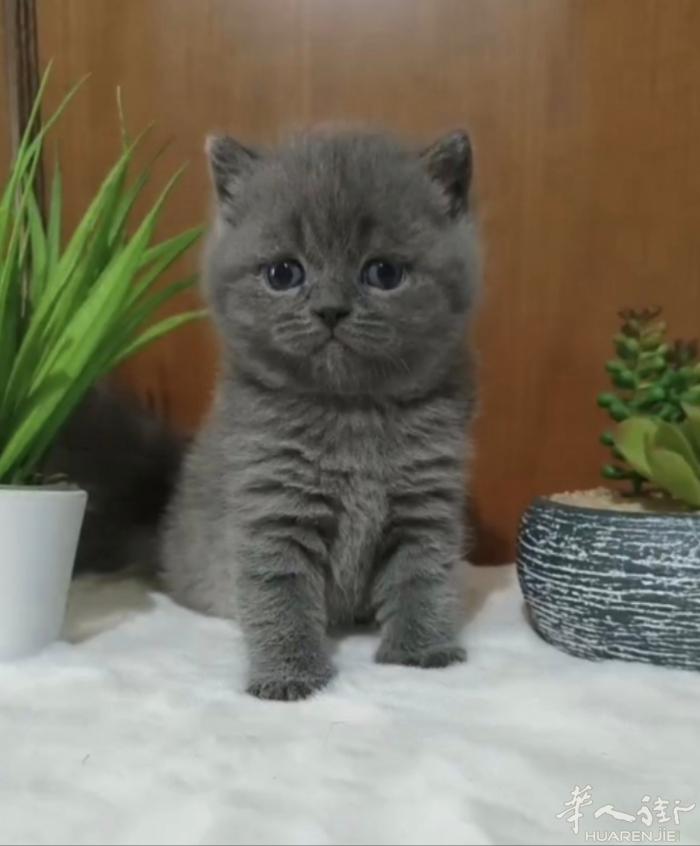 特价出蓝猫幼崽喜欢的私聊微信a13393899771