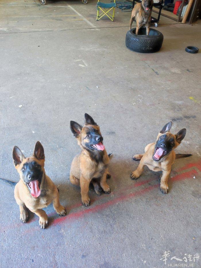 出两只三个半月的小马犬，两只都是母的，已经打了两针疫苗，朋友有事回国，现在养不了