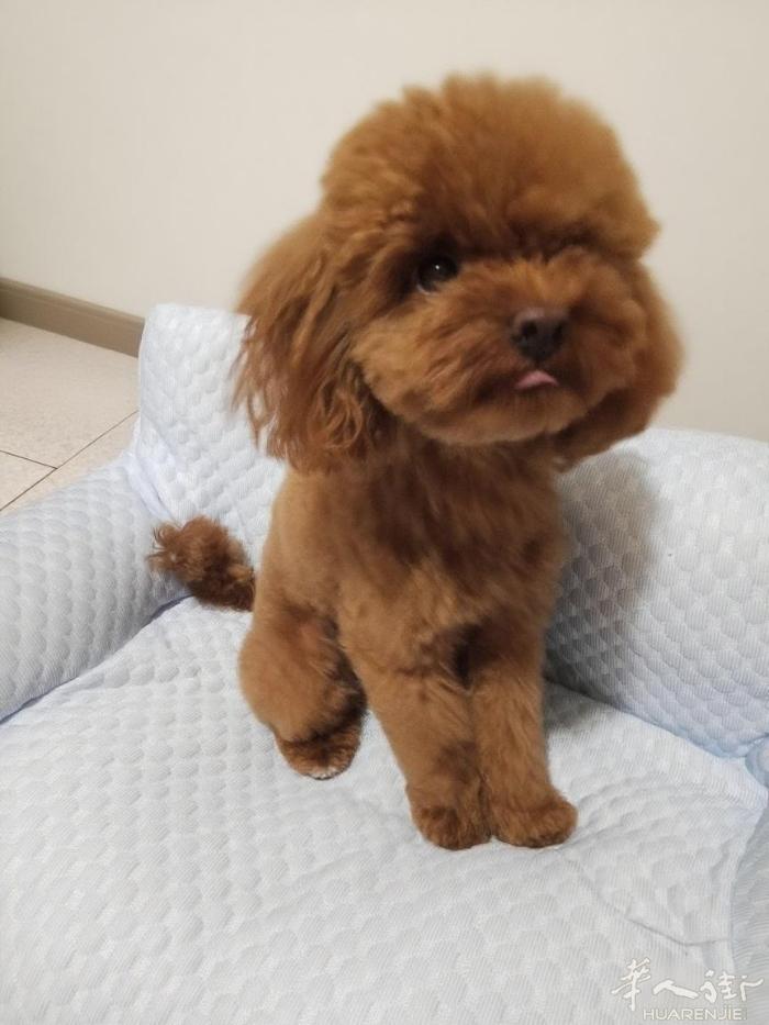 玩具泰迪犬找女朋友
