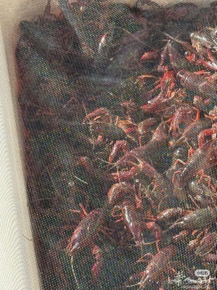 坐标巴黎十三区出售鲜活小龙虾🦞都是当天捉当天卖