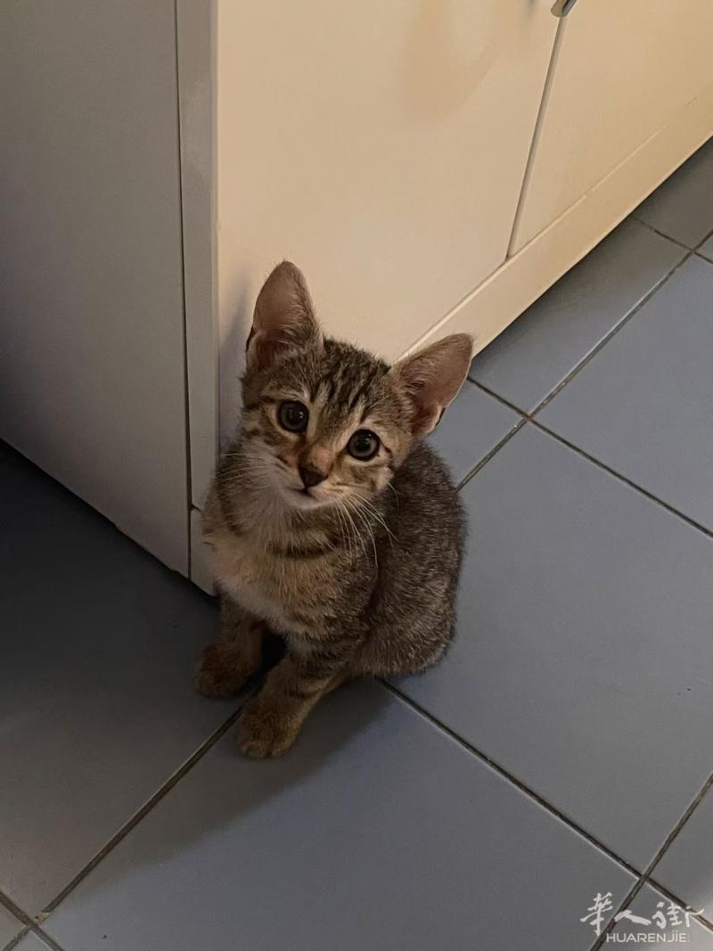爱猫人士免费领养