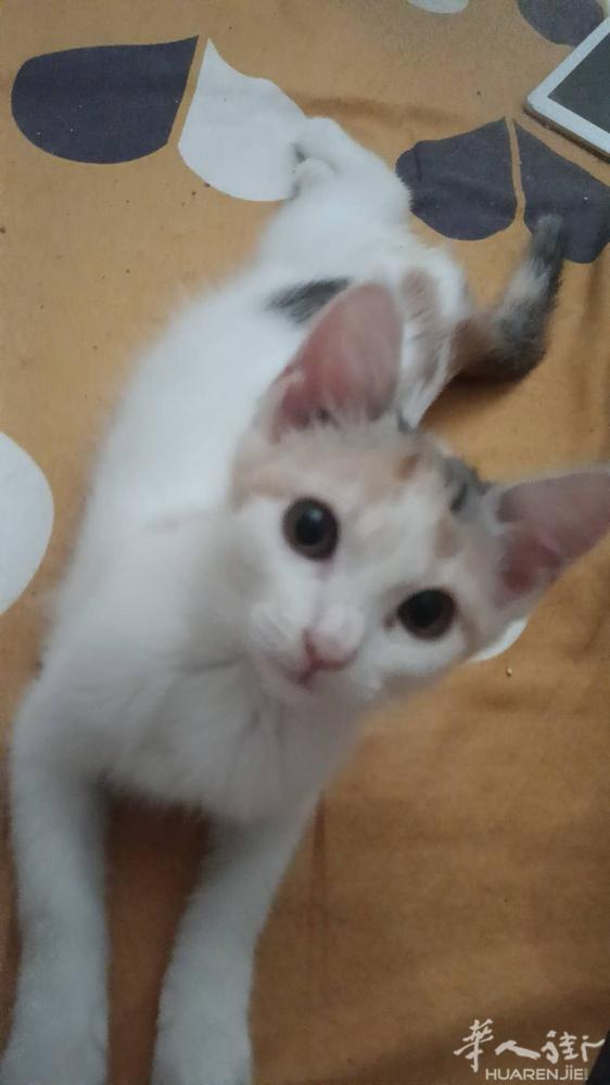 小猫出售50一只 电话3271888888 普拉托中国街 电话327188888