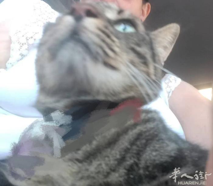 via zipoli捡到一只走失的小猫，如果有人认识请尽快通知失主联系我们认领。