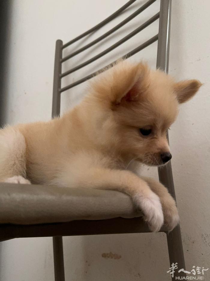 本人有宠物狗要卖，宠物狗的品种是volpini di pomerania 博美、