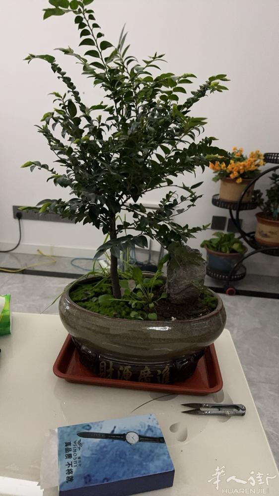 奥格斯堡付费求翻译一名，陪同去医院做个检查，微信号，xiaotang208