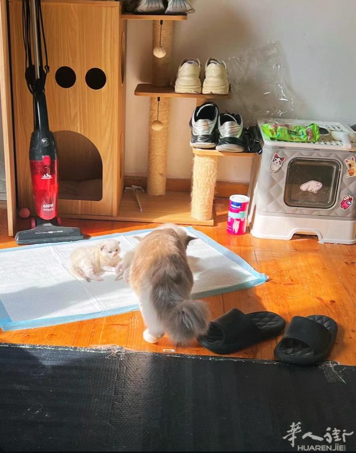 威尼斯周边出布偶小猫 有血统 目前还有蓝双 海双 价优 欢迎咨询 V：hubin