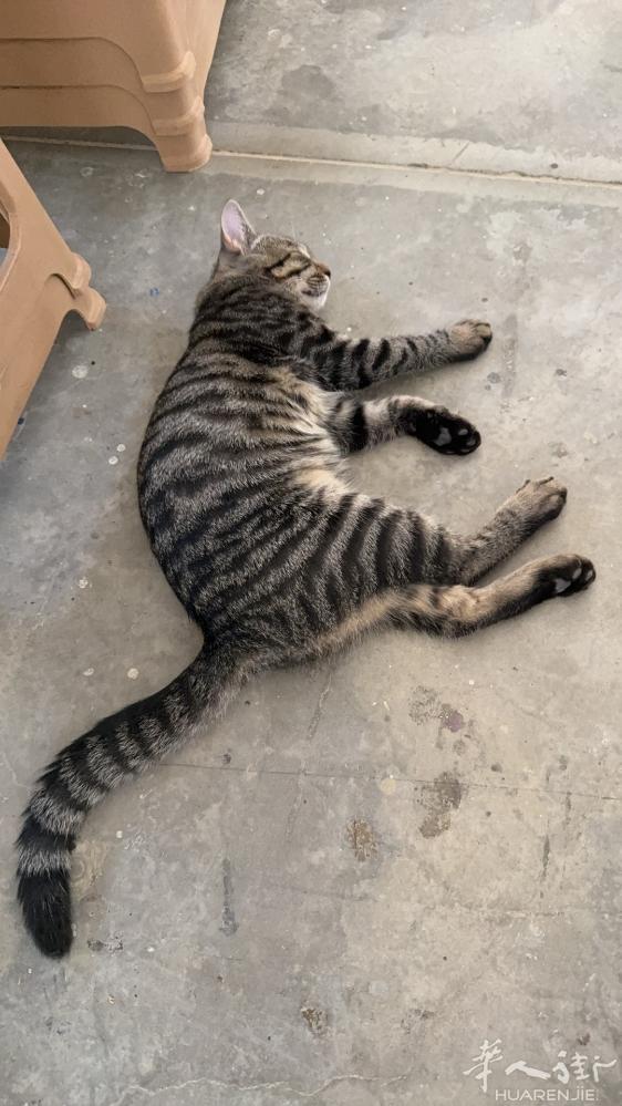 请问有人要领养猫猫吗，它很乖，四个月，已打第一针疫苗，免费送，有需要的请联系：3