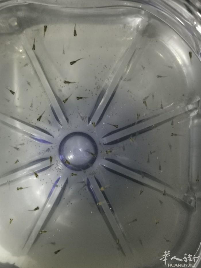 我家有孔雀鱼，小的一欧元，买十条送二，有朋友喜欢的养，晚上7点后联系哦！
