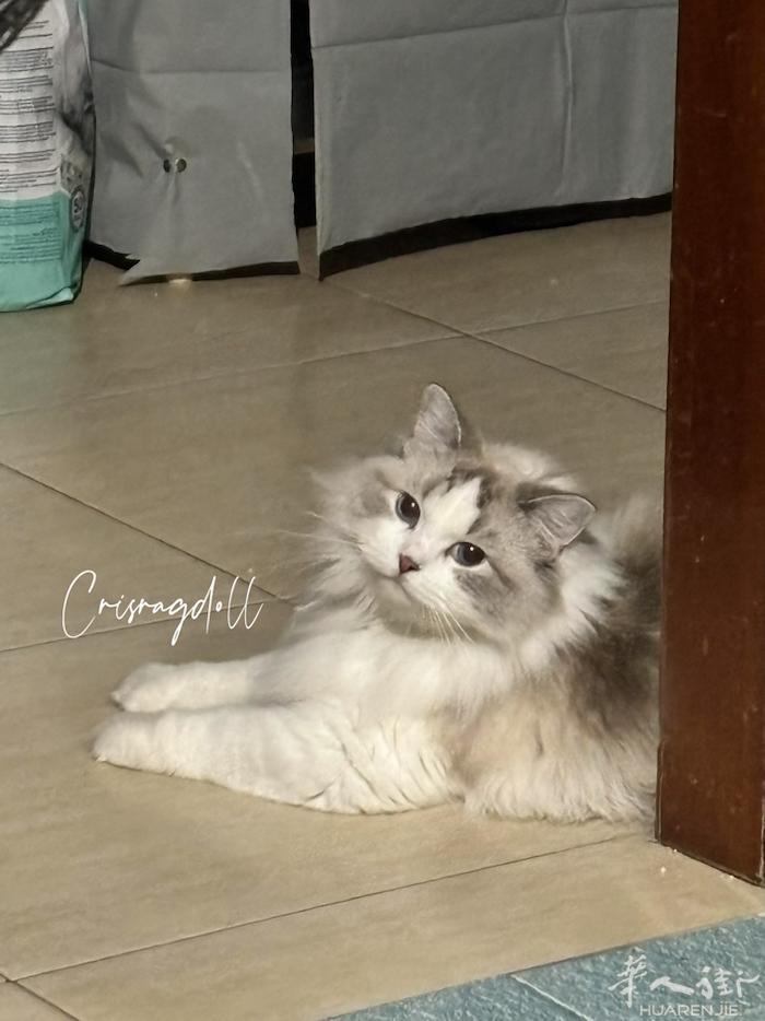 山猫，海双等多只布偶猫找家，需要的联系