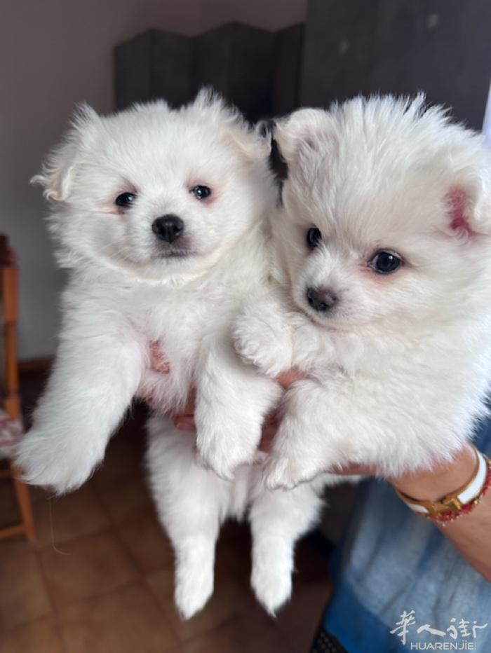 出售小型幼犬