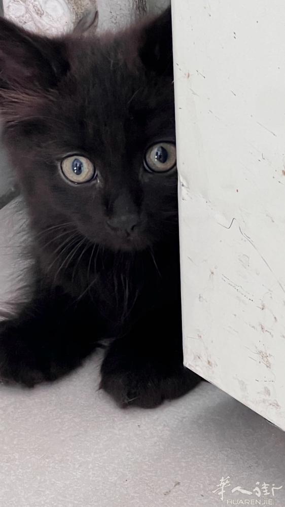 出一只可爱小奶猫 2🈷️多一点   有喜欢的钱联系我  非诚勿扰 谢谢  微信