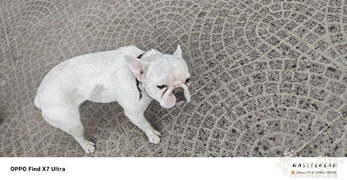 家里🐶太多了，无力再养，一岁半法斗，公的，给价格就卖，买来1300百欧。