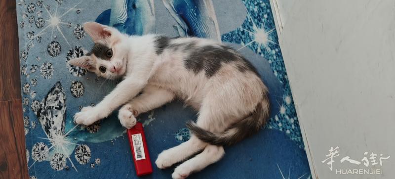 美丽的三花猫。