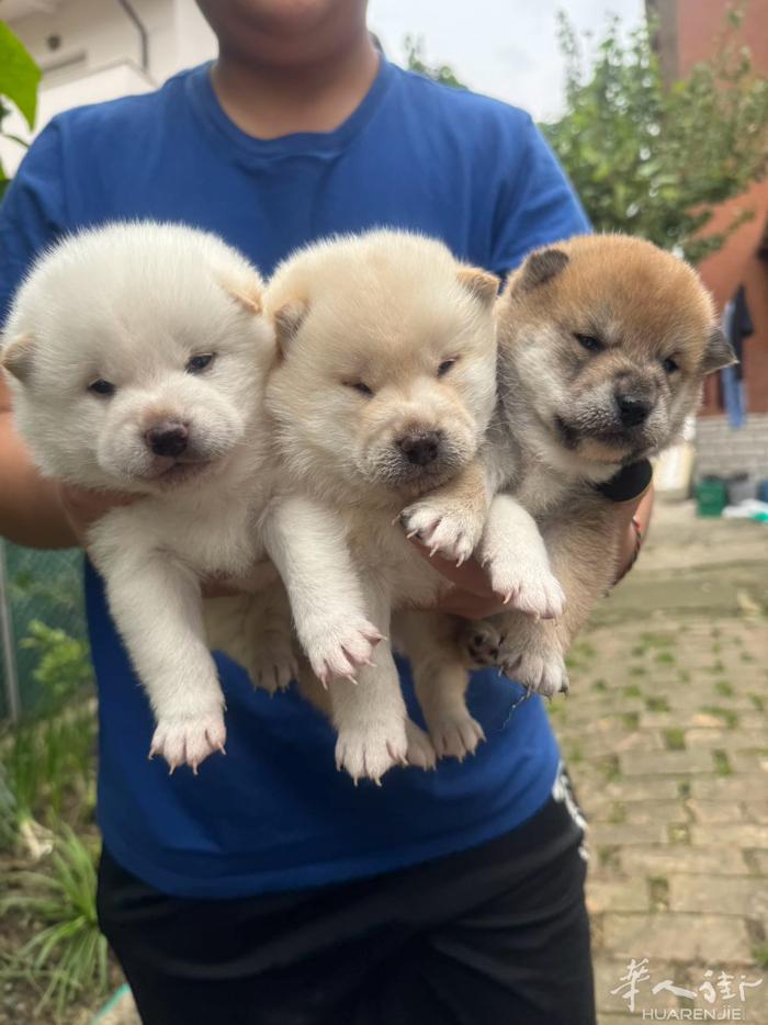 出售小柴犬 长大之后10公斤以下 地方Rimini 旁边  小猫🐈免费 给个小