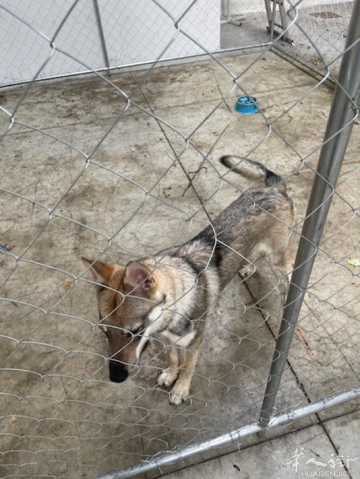 送一只6个月大的捷克狼犬