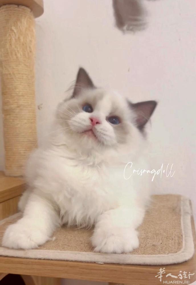 多只漂亮布偶猫找家，疫苗，证件都齐全，终身售后，坐标佩鲁贾，意大利境内可配送，喜