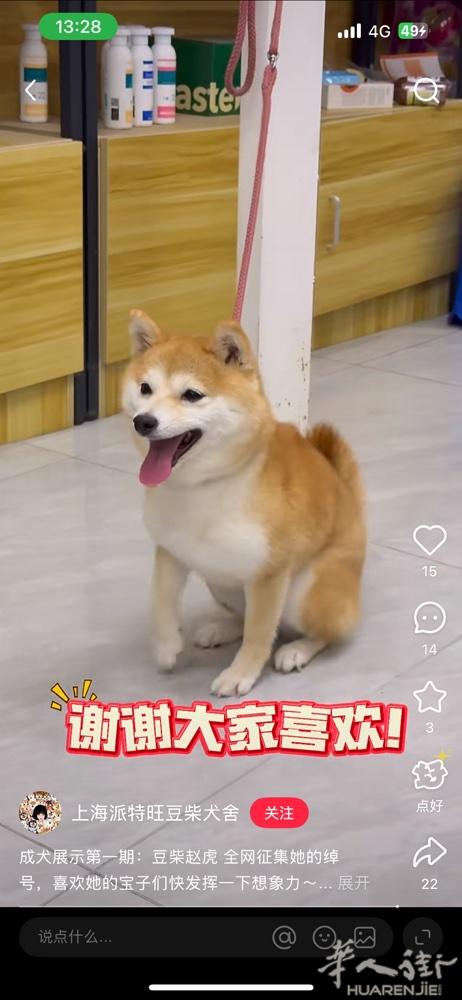 想领养一只体形小的短腿豆柴，像图片这样的，联系电话3778128381