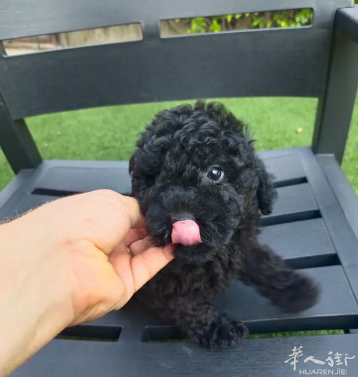🔆迷你泰迪公宝宝 最后一只 便宜出！！！ 包驱虫 一针疫苗 米兰边外 不包送