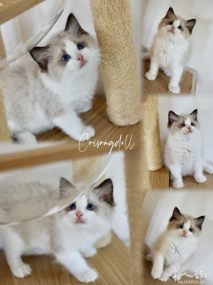 高品质布偶猫找家，五代血线清晰可查，父亲是冠军，疫苗齐全，终身售后随时可去新家，