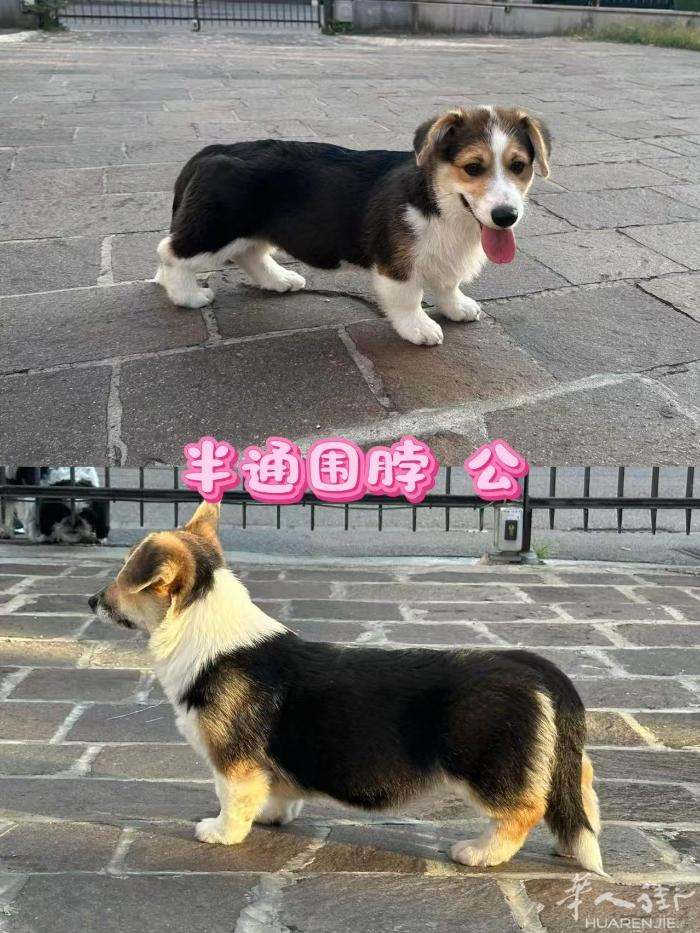 出售赛级柯基幼犬 都是赛级的后代有芯片证书 特价处理了最后4只喜欢的带图加我微信