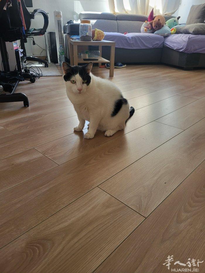免费赠送 小猫一只 猫龄 五岁 如有意者 请发信息 06 13 52 62 59