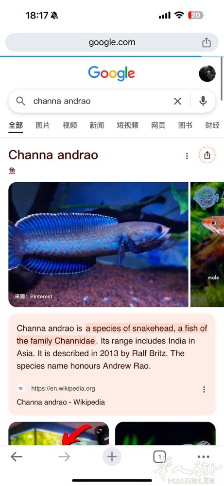 有人卖小型雷龙鱼吗？私信（channa）