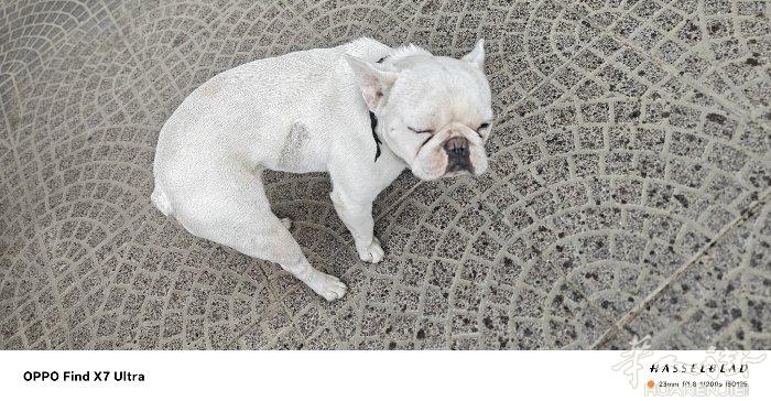 白色法斗出售，一岁半，没有精力养那么多🐶，想转给爱狗人士。善待牠。价格你说的算