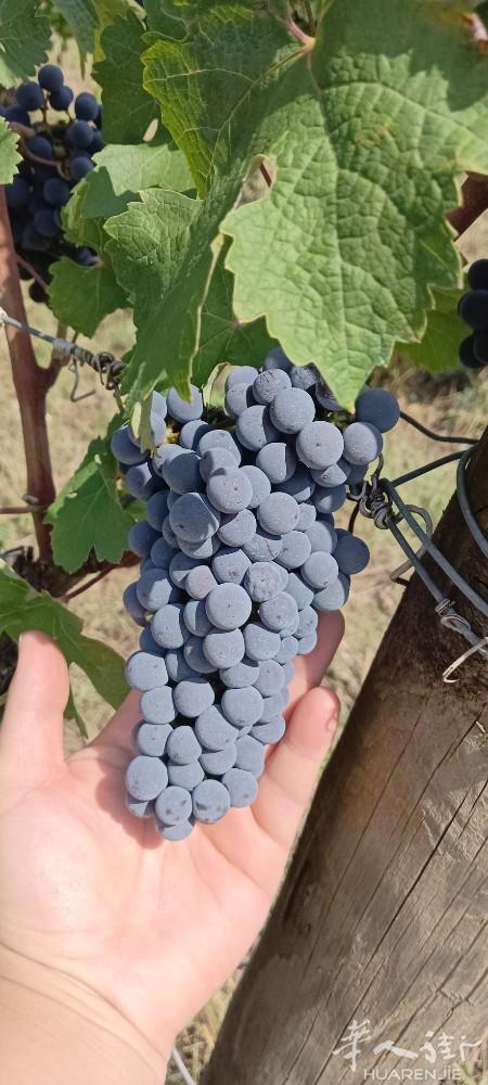 找托斯卡纳，emilia romagna地区酒吧 吧台营业额700/800以上的