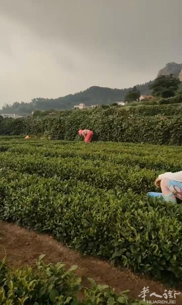 崂山绿茶 自种自采自炒自喝 五一春茶 质高量少  暑假刚从国内（青岛崂山）回到法