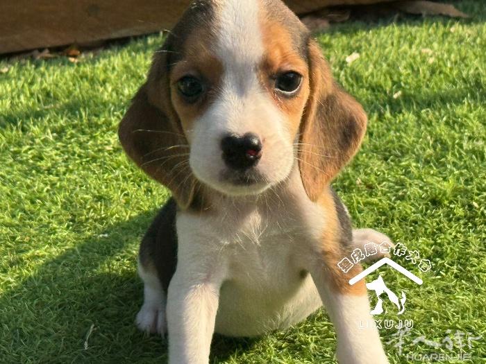 【比格犬】出新窝啦