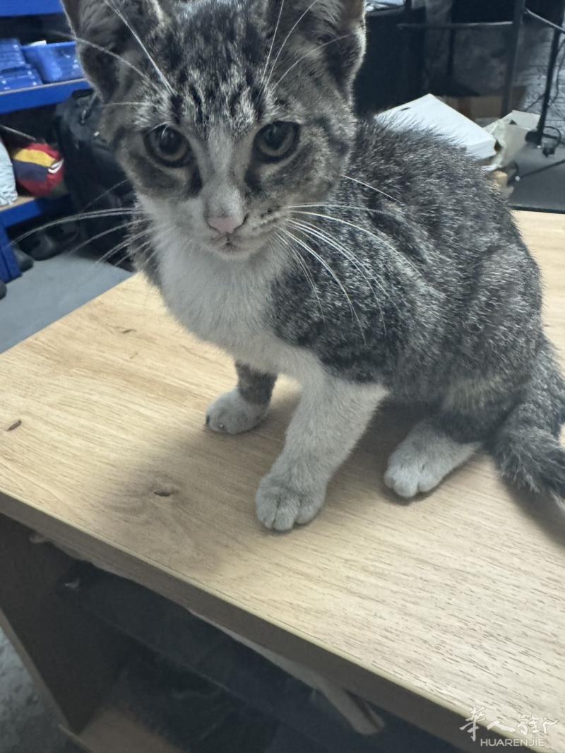 送一只3个半月小猫