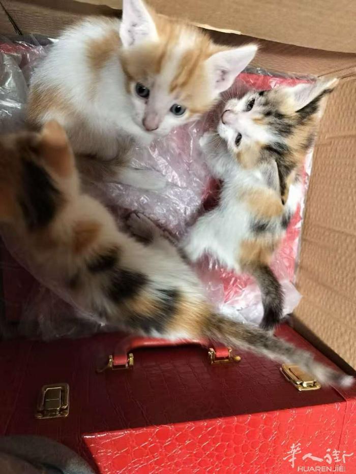 小猫找新主人 🐱  朋友家有可爱的小猫咪，快两个月大啦～ 预计 两个月后 就可