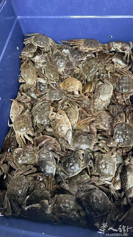 秋风起  螃蟹肥  梭子蟹 大闸蟹 预定中～～～