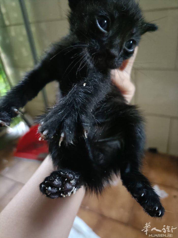 无偿出一只黑不溜秋小公崽，随时可取，已会用猫砂，开吃猫粮8月4日出生的