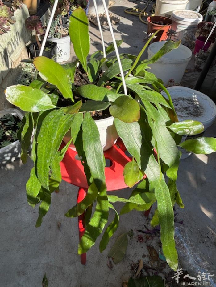 蔓性风铃（喜庆的灯笼花），小叶昙花，蓝雪花，笔尖茉莉，婚礼吊兰，现状出售，想要的