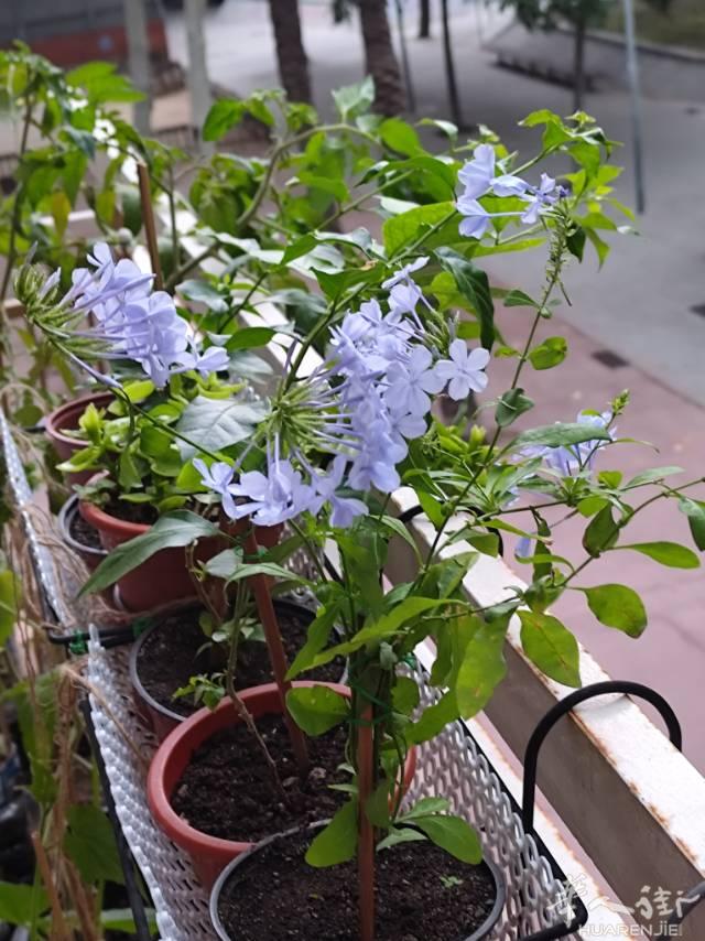 巴塞出几盆花，有蓝雪花，三角梅，牡丹吊兰，长得很好
