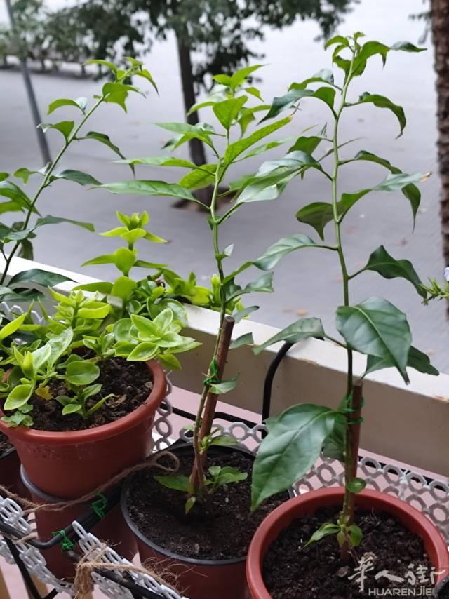 巴塞出闲置三角梅3盆4.5€，长得特别好，自提