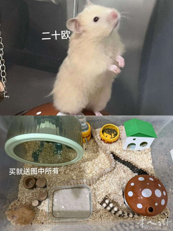 米兰七个月金丝熊妹妹找领养，小偿，还能送鼠粮垫料浴沙，带回去就能养，力气大可以直