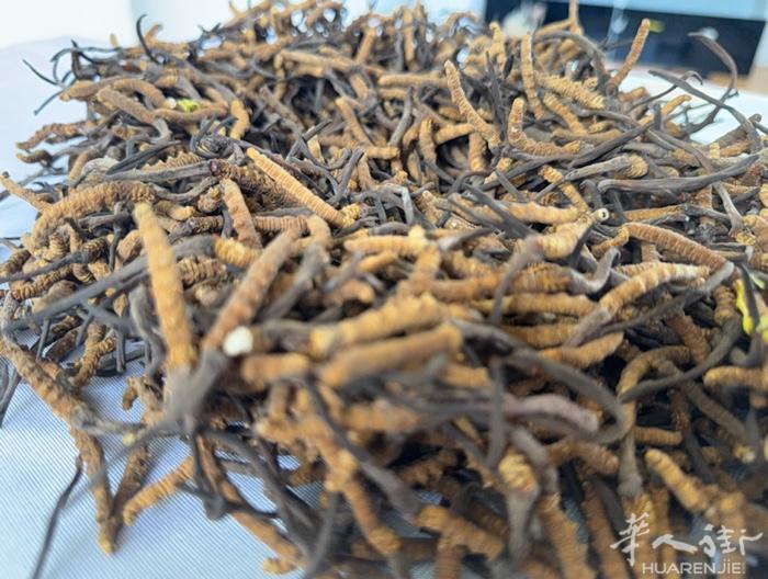 今年的野生冬虫夏草，还没卖出去，需要请联系我，保证质量，保证是野生冬虫夏草，长在