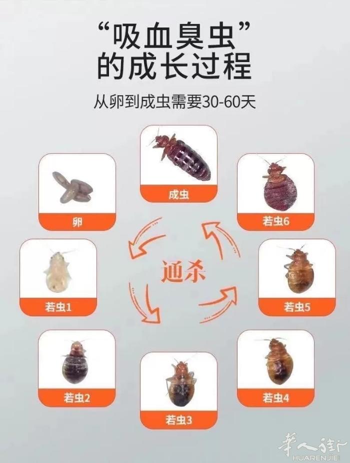 出售国内最强臭虫药，蟑螂药，效果特别明显，臭虫药10欧/2，蟑螂药10欧/3包，