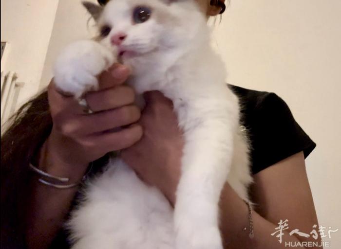 布偶猫小偿领养，6个月，坐标佩鲁贾，喜欢的联系