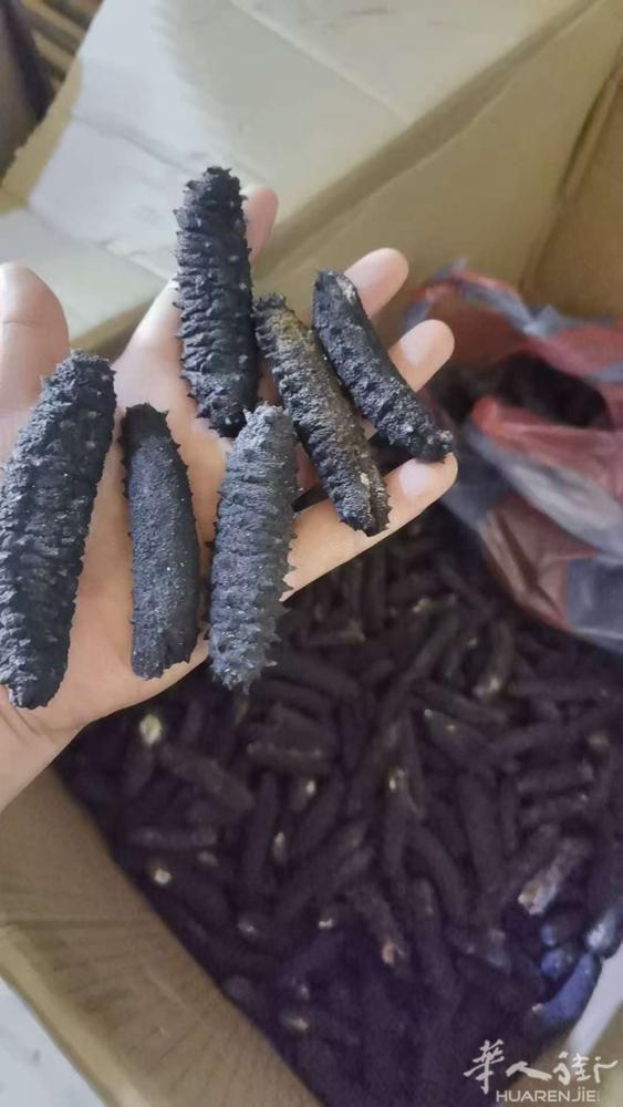 纯天然大西洋海参￼有需要的老板请联系 0625764484