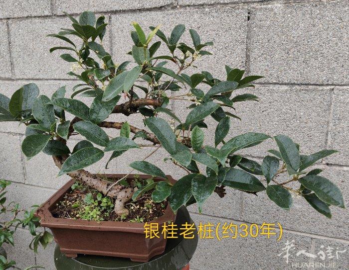 花草盆景出让！