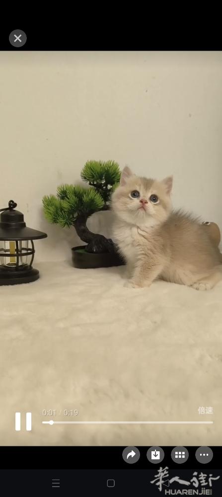 紫金色幼崽找家长，包子脸大眼睛，完全遗传父亲的基因，喜欢异色的铲屎官可以私聊，微