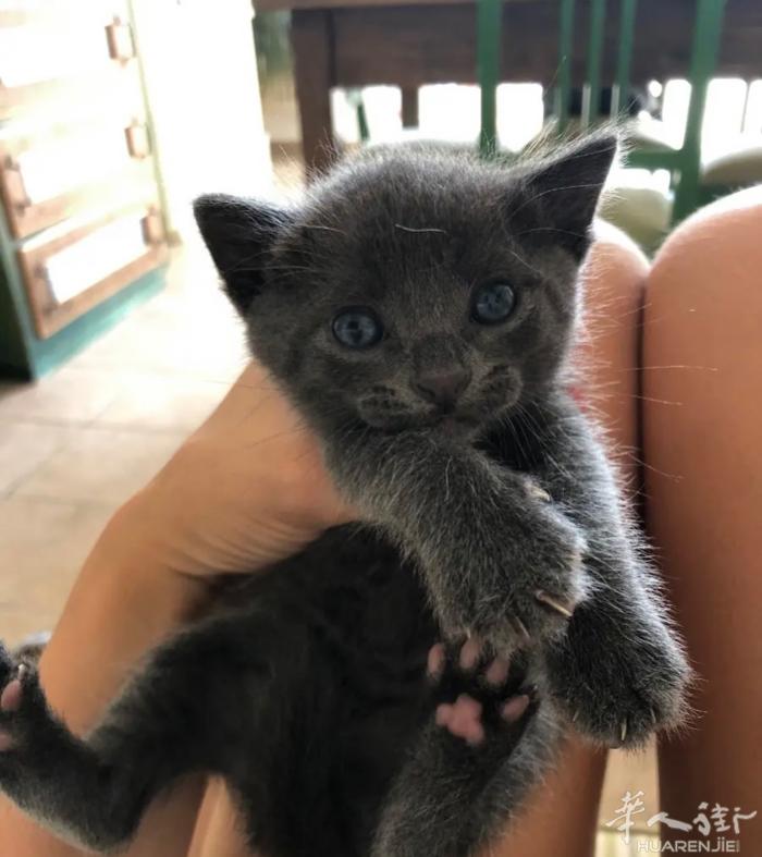 250出售一只纯种蓝猫，法国蓝猫，firenze附近可以定猫，便宜卖，猫健康，微