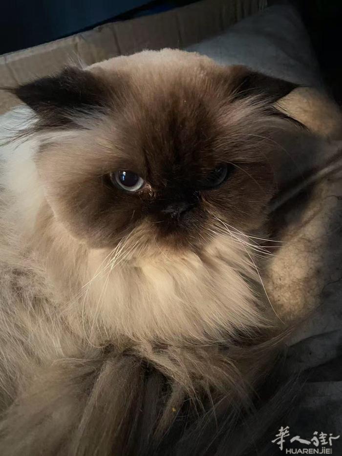 本人因个人问题不能继续抚养，希望领养，小猫是喜马拉雅品种，性格温顺，喜欢安静，有