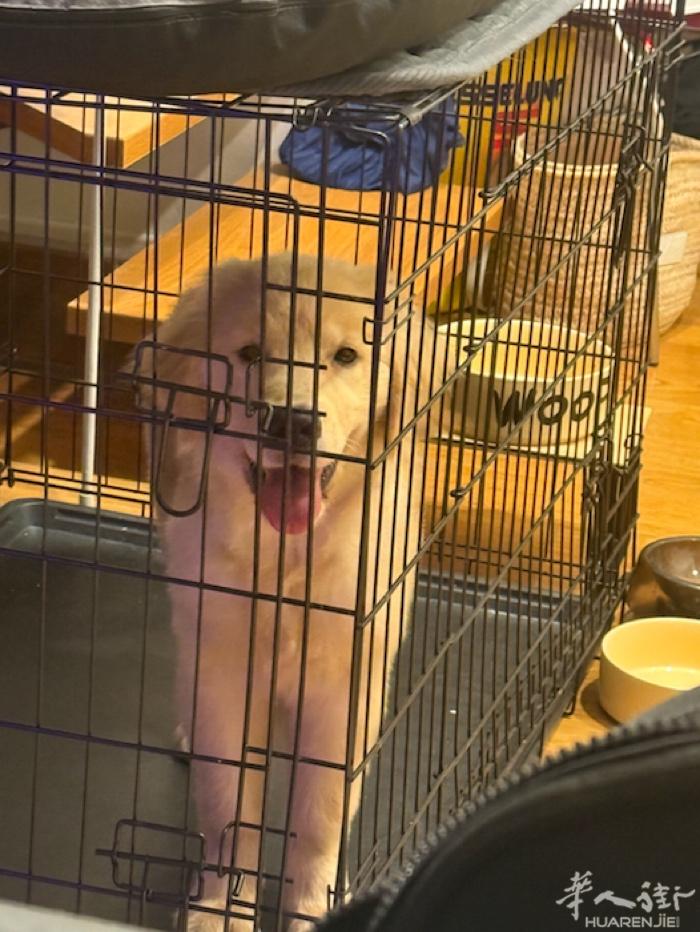 6个月大小金毛女生 赛级 抚慰犬证 本人因为个人原因没有办法继续养 有兴趣的电话