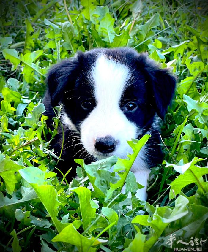 纯种边牧幼犬，500卖，管送brescia附近都送，微信A3895678888