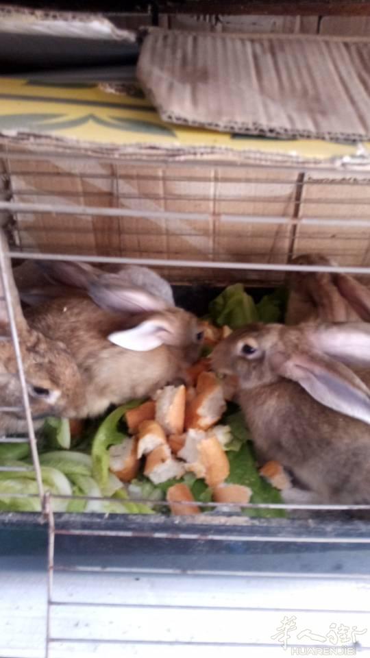 卖肉兔和冰箱，要的打电话，冰箱全新的，带发票还没有