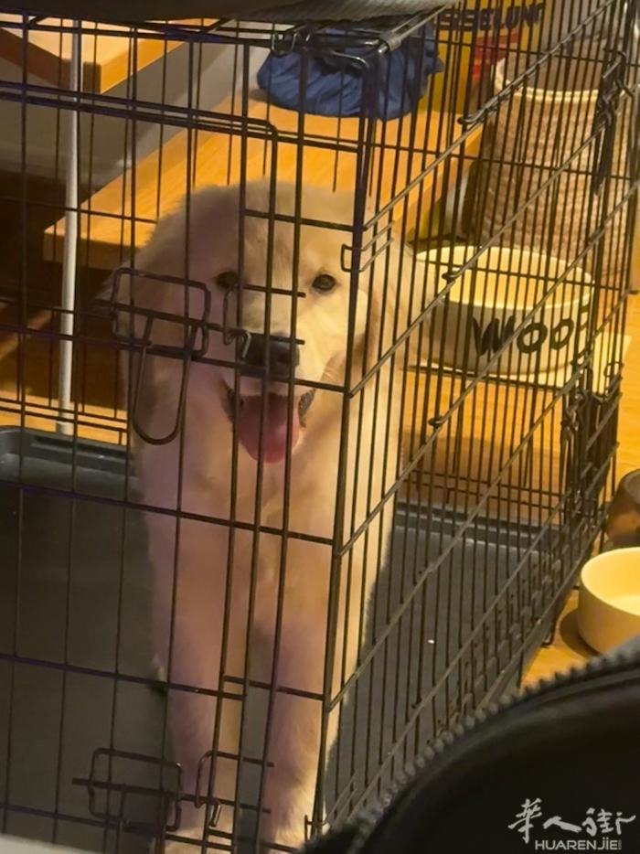 六个月大三针疫苗都打完了 狂犬疫苗也打过了 女孩子他爸爸是比赛的金毛 带血统的